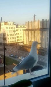 O zadatku raz jeszcze. Kilka przykładów z życia..
